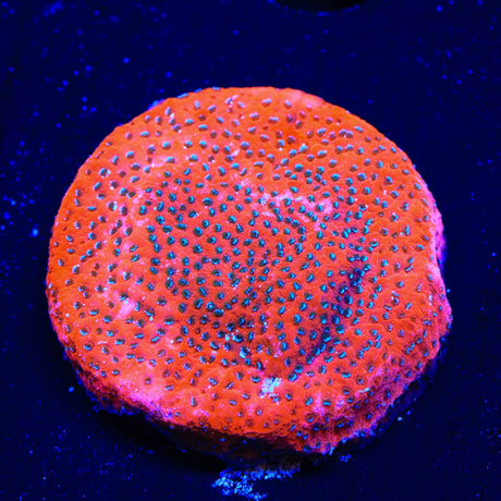 Mystic Sunset Montipora Coral