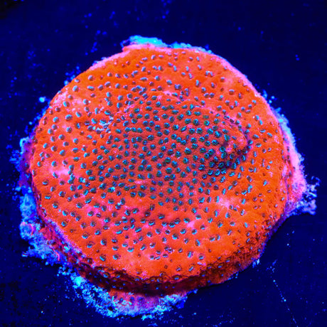Mystic Sunset Montipora Coral