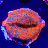 Mystic Sunset Montipora Coral