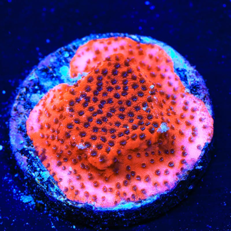 Mystic Sunset Montipora Coral