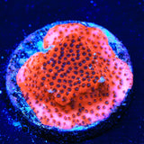 Mystic Sunset Montipora Coral