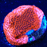 Mystic Sunset Montipora Coral