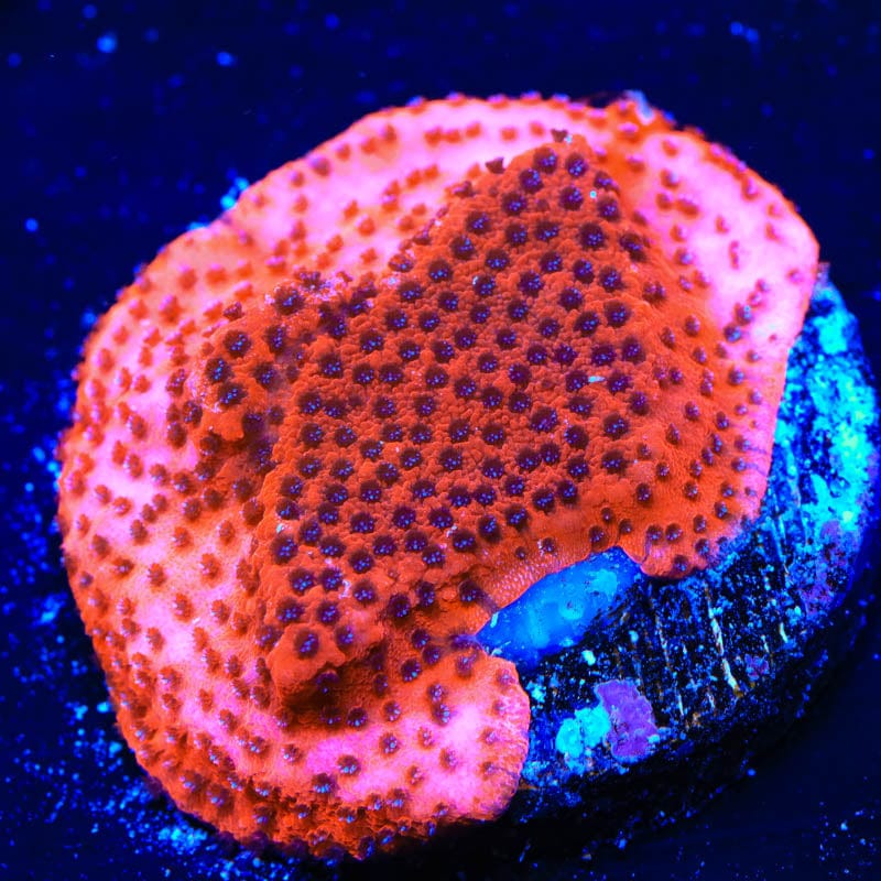 Mystic Sunset Montipora Coral