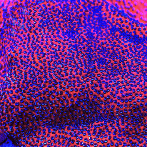 Mystic Sunset Montipora Coral