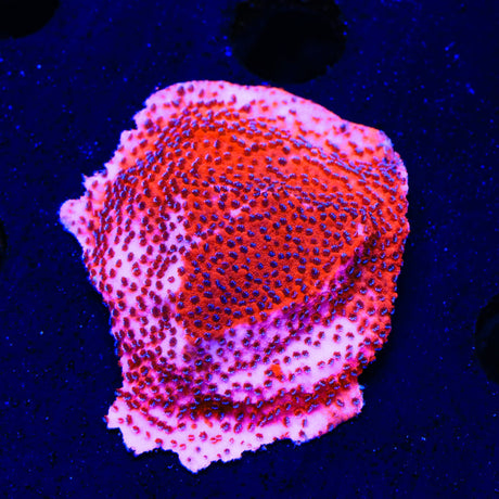 Mystic Sunset Montipora XL Frag Coral
