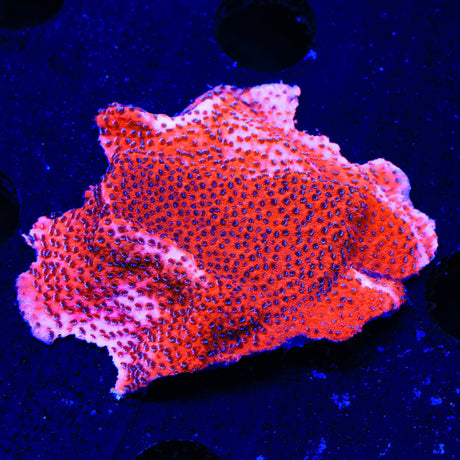 Mystic Sunset Montipora XL Frag Coral