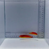 Nahacky Wrasse Fish Pair