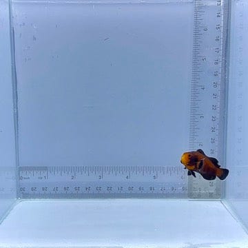 Naked Mocha Domino Ocellaris Clownfish