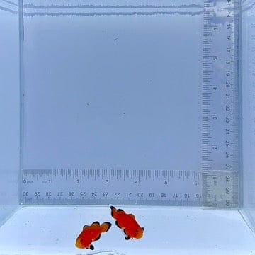 Naked Reese's Pair Clownfish