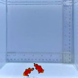 Naked Reese's Pair Clownfish