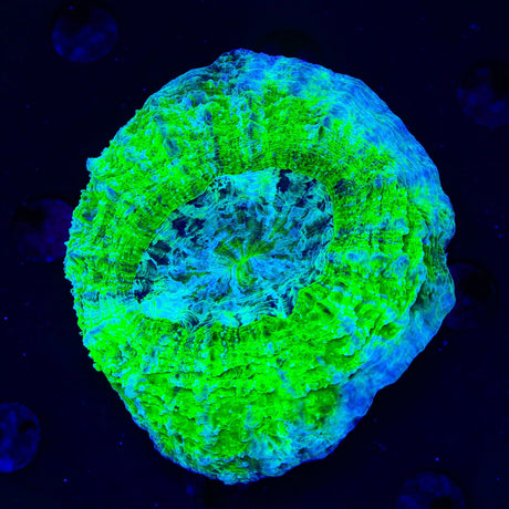 Neon Acanthophyllia Coral