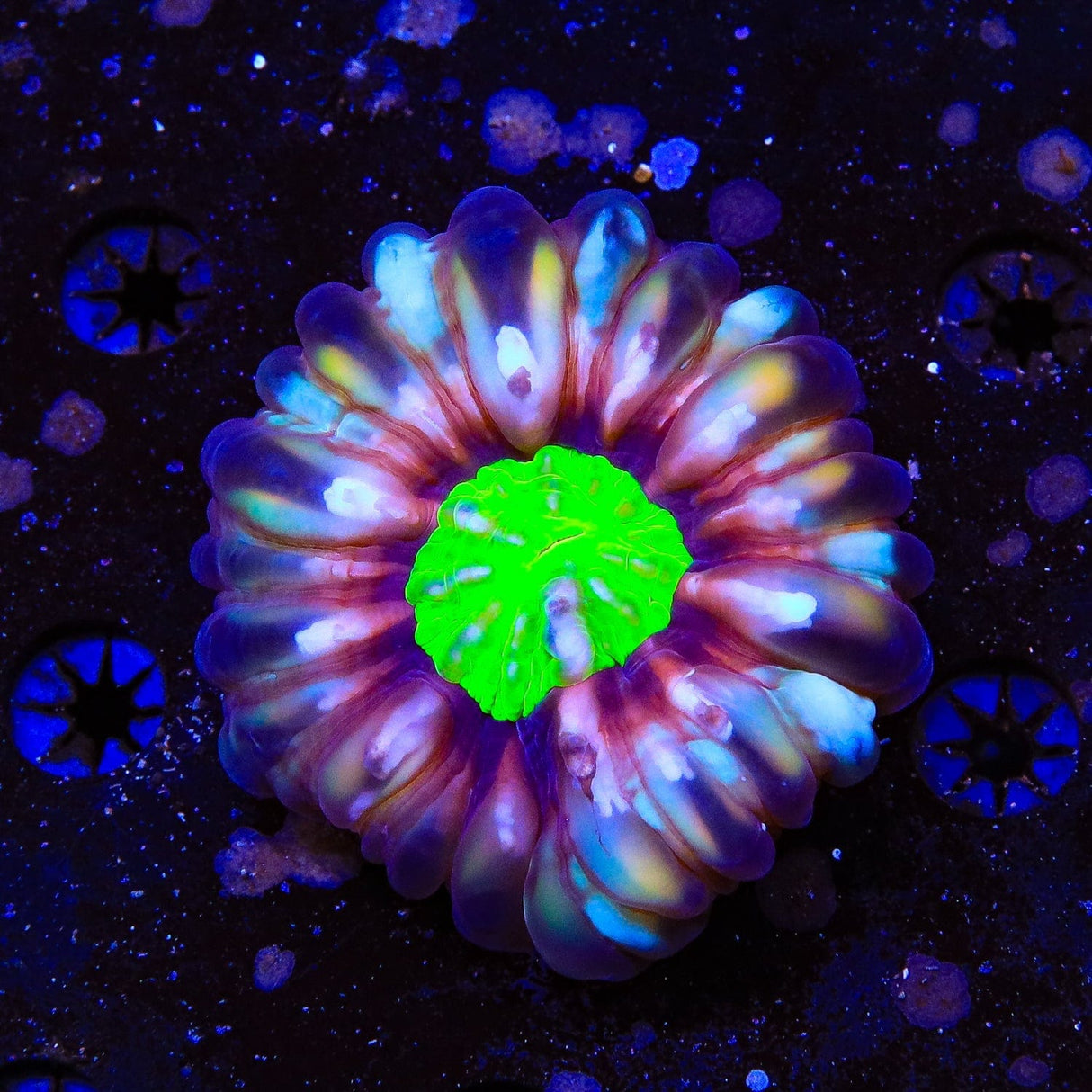 Neon Center Cynarina Coral