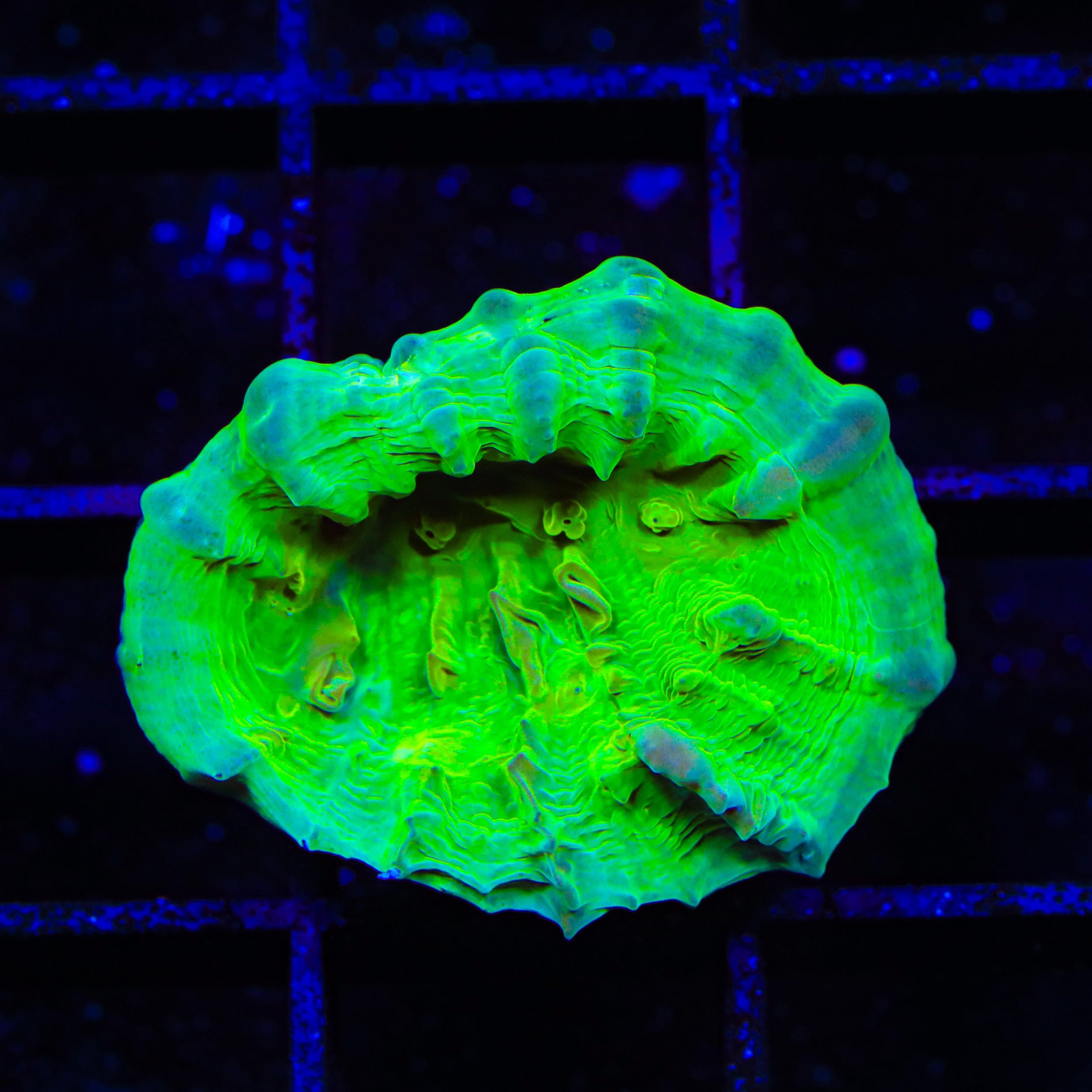 Neon Cosmic Candy Bounce Chalice Coral – Top Shelf Aquatics