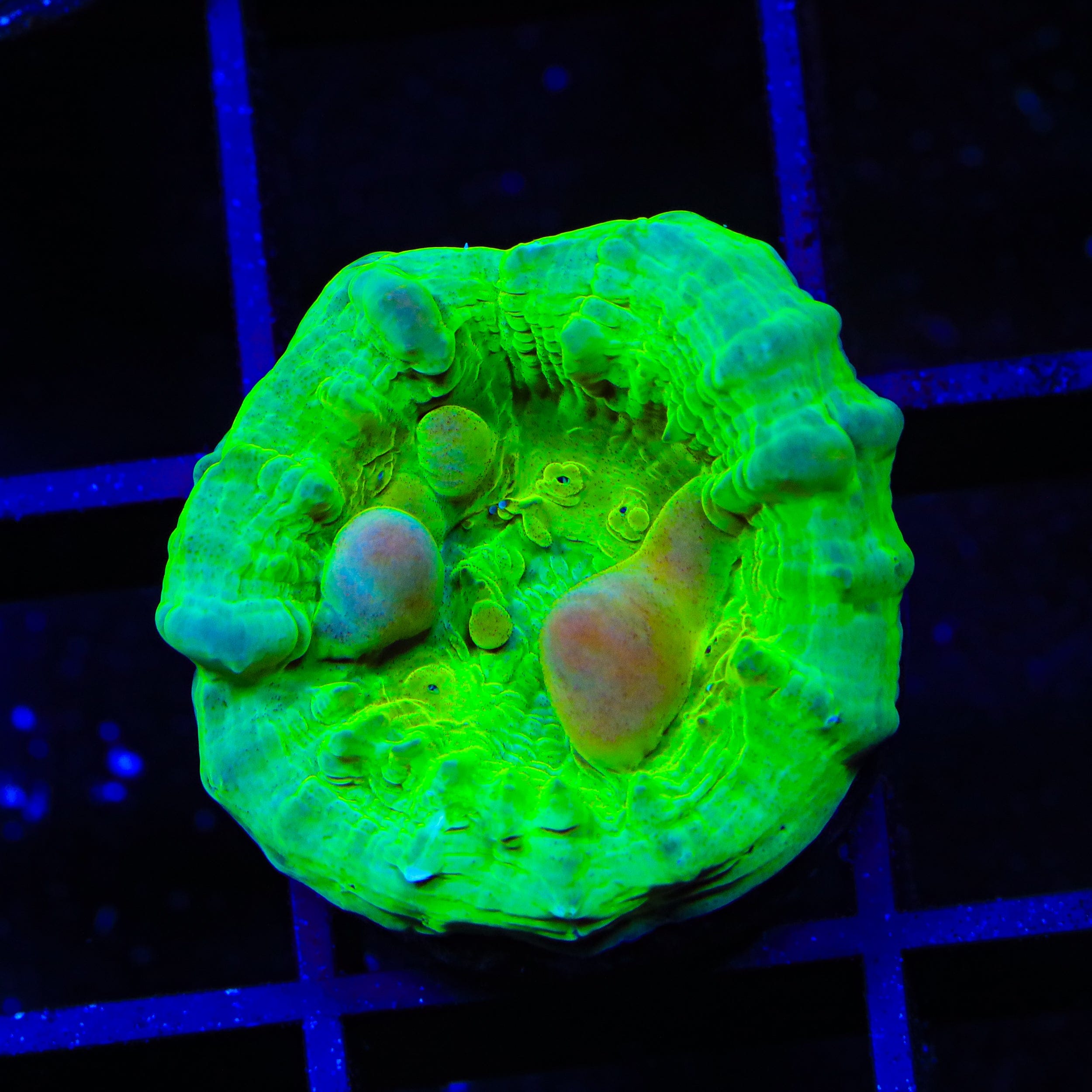 Neon Cosmic Candy Bounce Chalice Coral – Top Shelf Aquatics