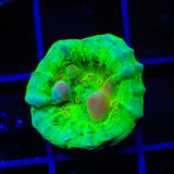 Neon Cosmic Candy Bounce Chalice Coral
