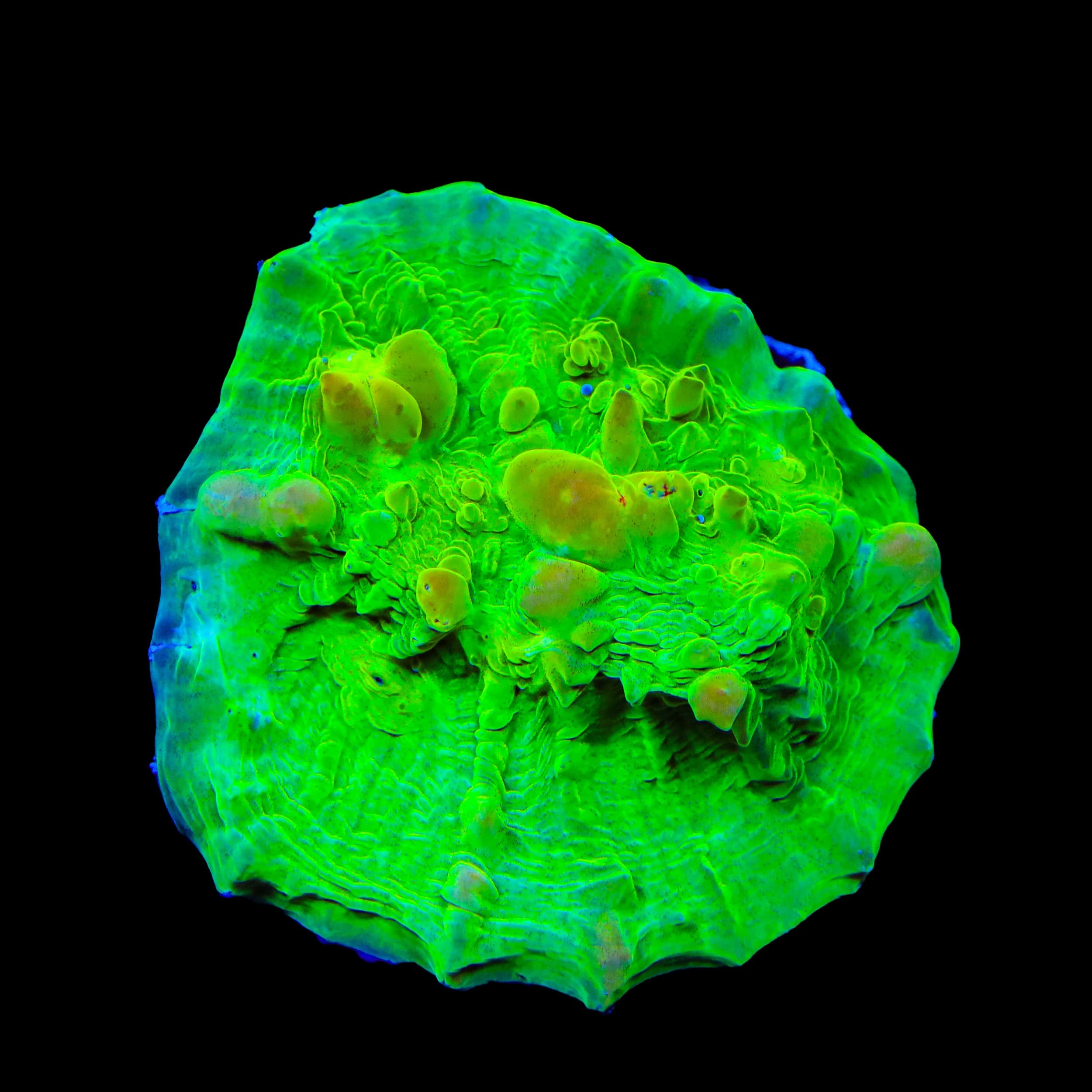 Coralꪔ̤̫ Neon Cosmic Candy Bounce Chalice Coral – Top Shelf Aquatics