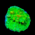 Neon Cosmic Candy Bounce Chalice Coral