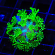 Neon Green Alveopora Coral