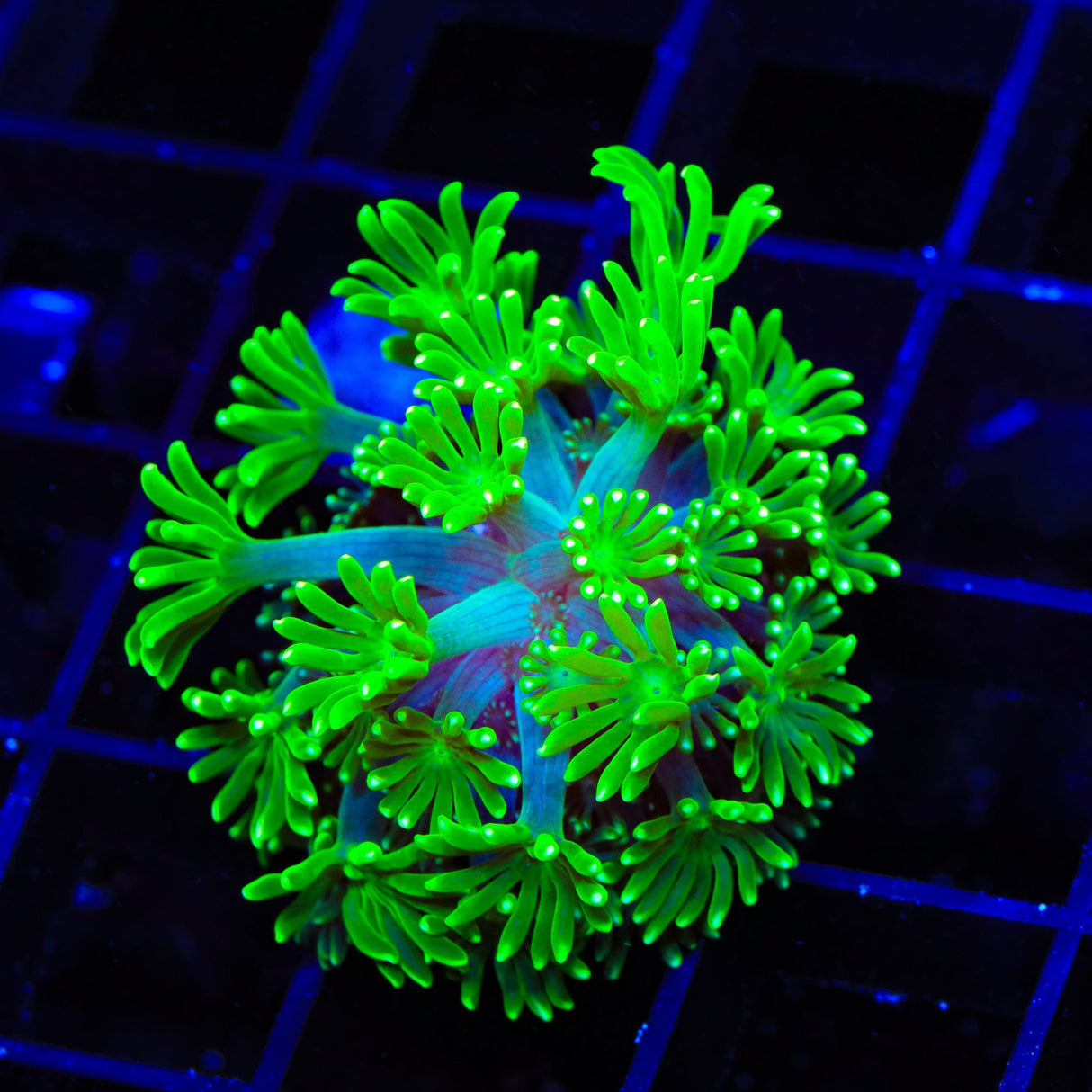 Neon Green Alveopora Coral