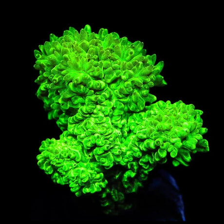 Neon Green Branching Hydnophora Coral