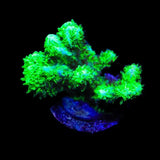 Neon Green Branching Hydnophora Coral