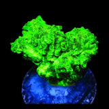 Neon Green Branching Hydnophora Coral