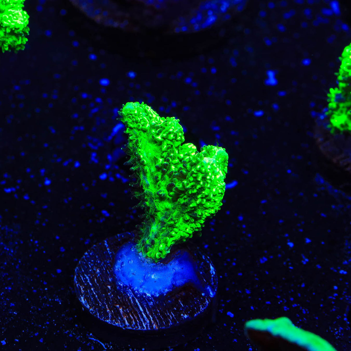 Neon Green Branching Hydnophora Coral