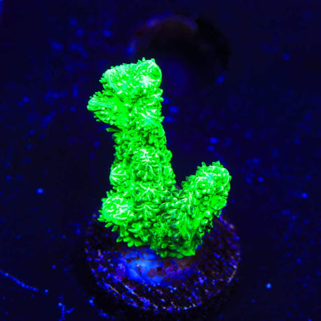 Neon Green Branching Hydnophora Coral