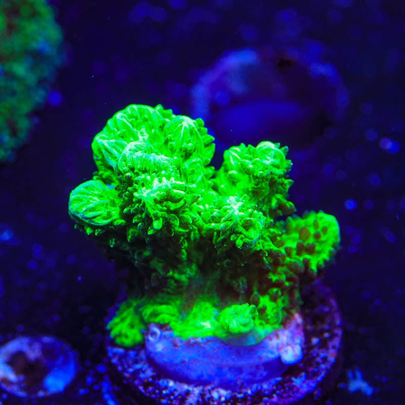 Neon Green Branching Hydnophora Coral