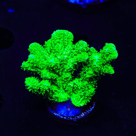 Neon Green Branching Hydnophora Coral