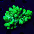 Neon Green Branching Hydnophora Coral