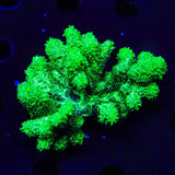 Neon Green Branching Hydnophora Coral