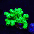 Neon Green Branching Hydnophora XL Frag Coral