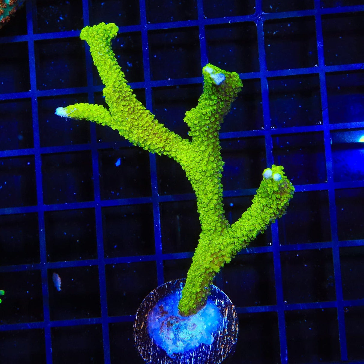Neon Green Digitata Montipora Coral