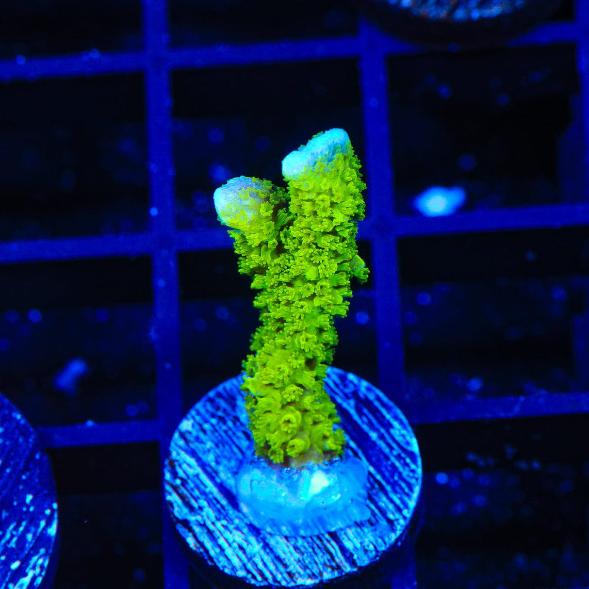 Neon Green Digitata Montipora Coral
