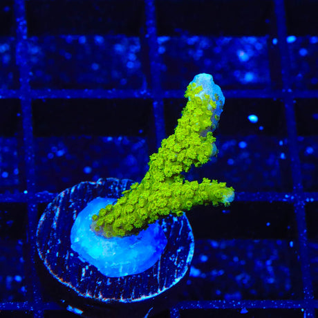 Neon Green Digitata Montipora Coral
