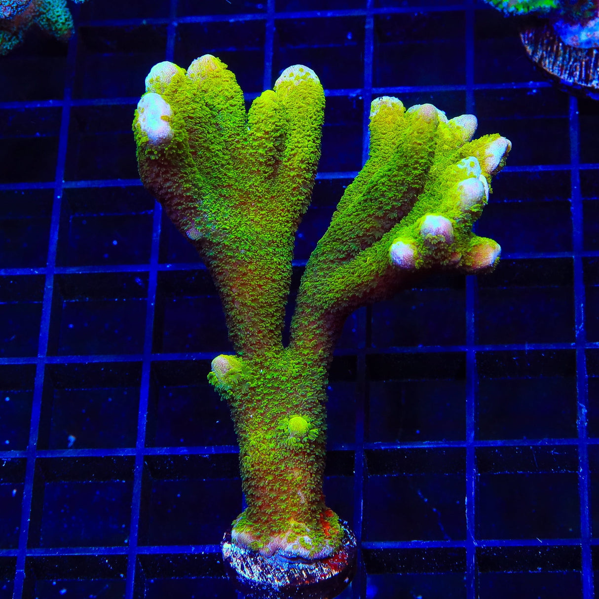 Neon Green Digitata Montipora XL Frag Coral