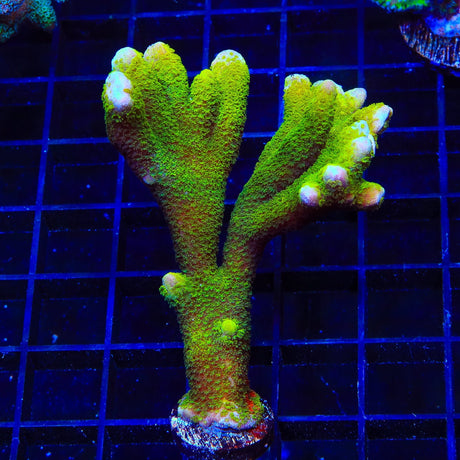 Neon Green Digitata Montipora XL Frag Coral