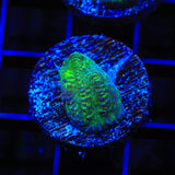 Neon Green Merulina Coral