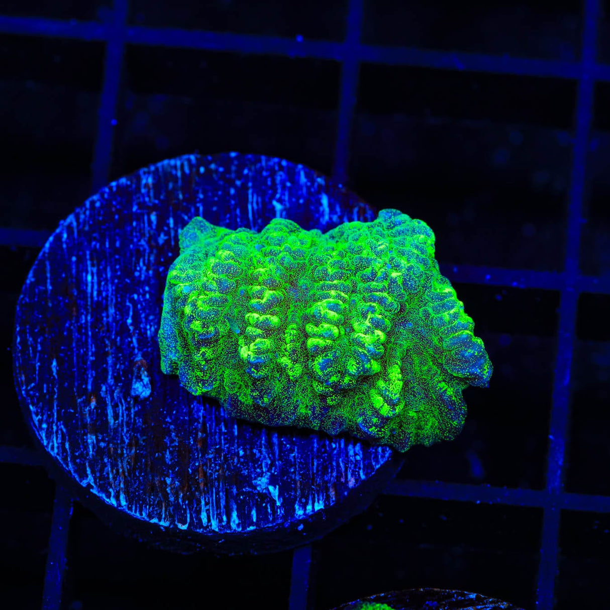 Neon Green Merulina Coral