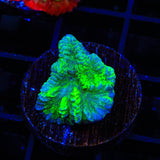 Neon Green Merulina Coral