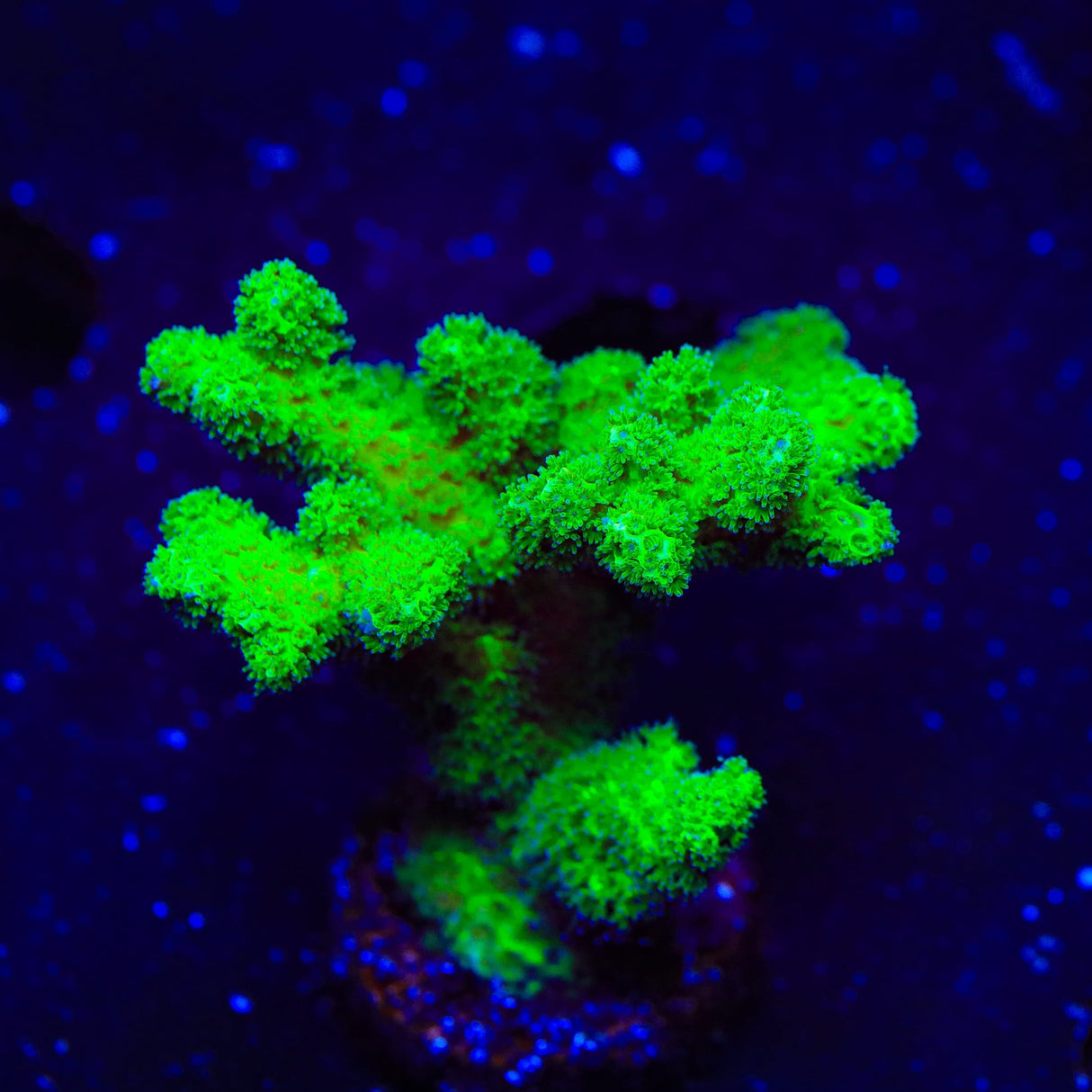 Neon Green Pocillopora Colony Coral