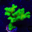 Neon Green Pocillopora Colony Coral