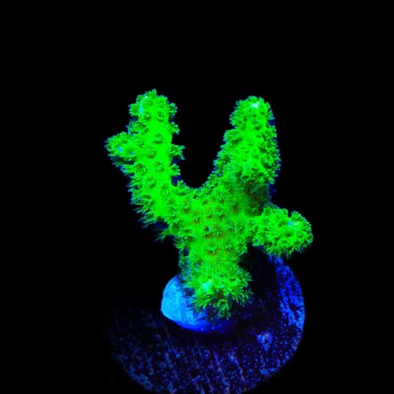 Neon Green Pocillopora Coral