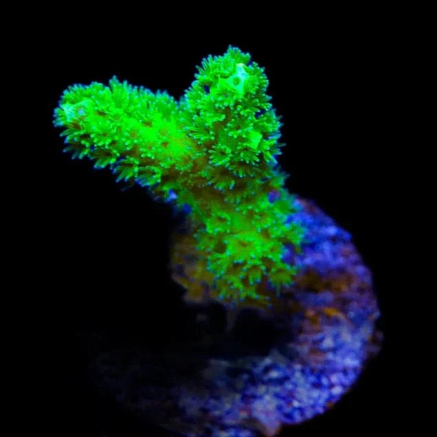 Neon Green Pocillopora Coral