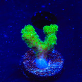 Neon Green Pocillopora Coral