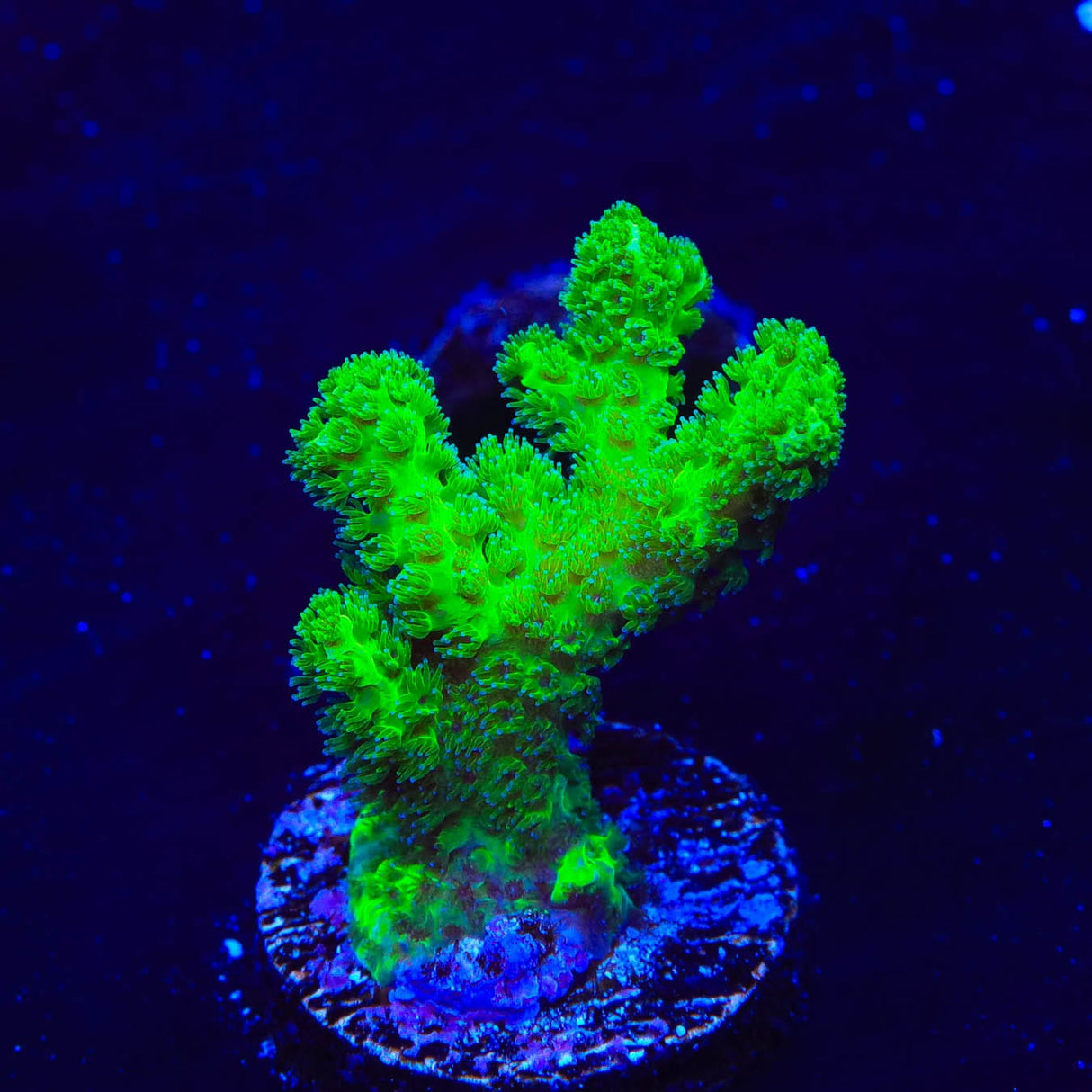 Neon Green Pocillopora Coral