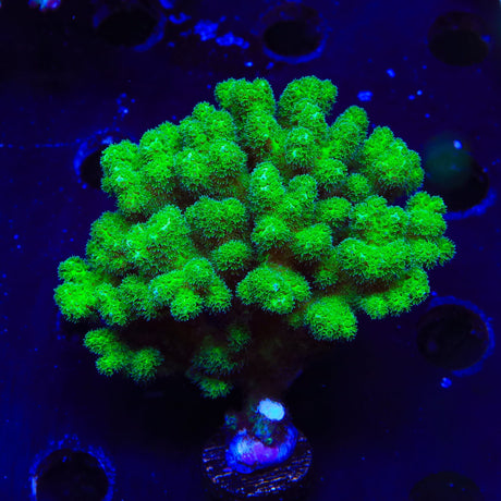 Neon Green Pocillopora Coral