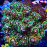 Neon Green Pocillopora Coral