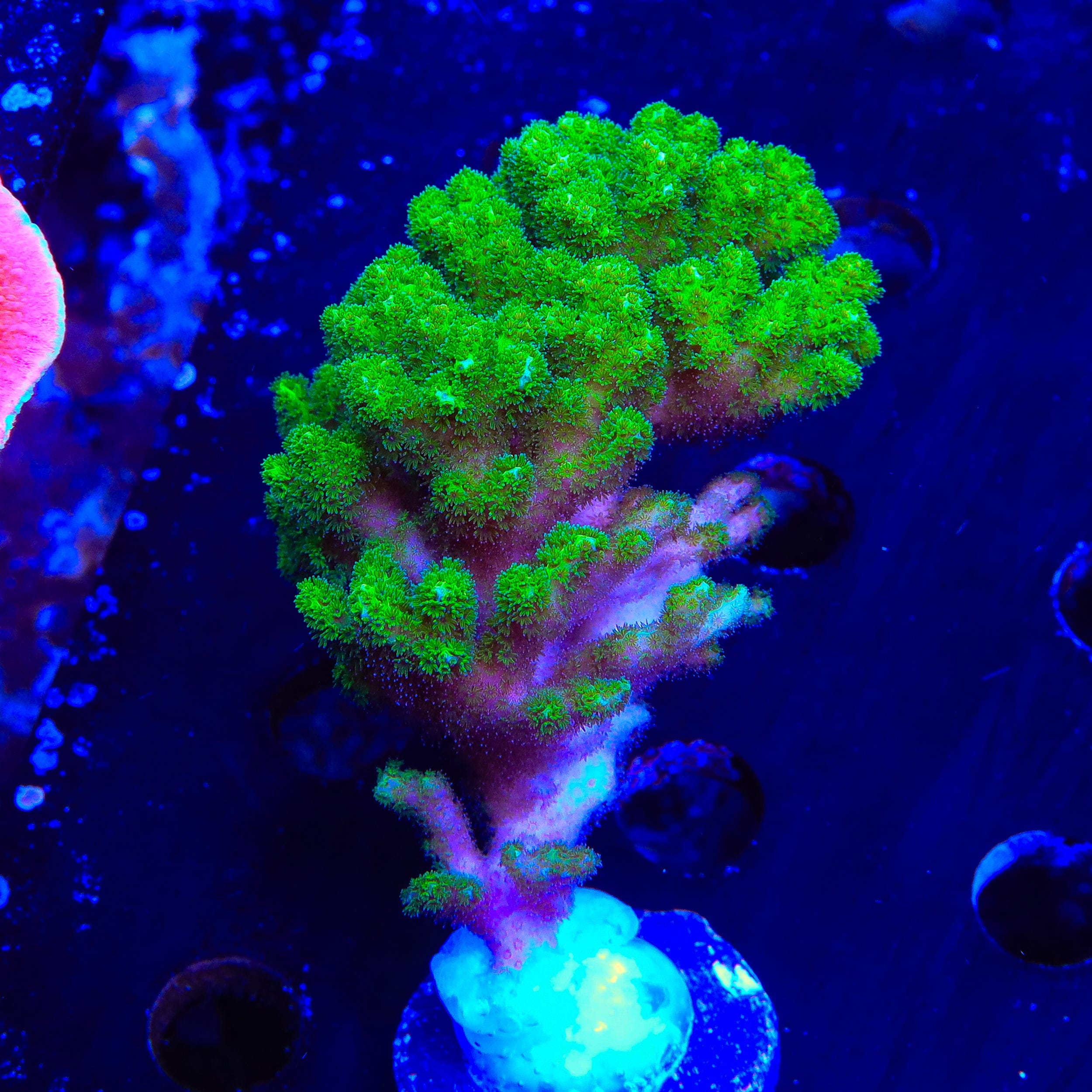 Neon Green Pocillopora XL Frag Coral